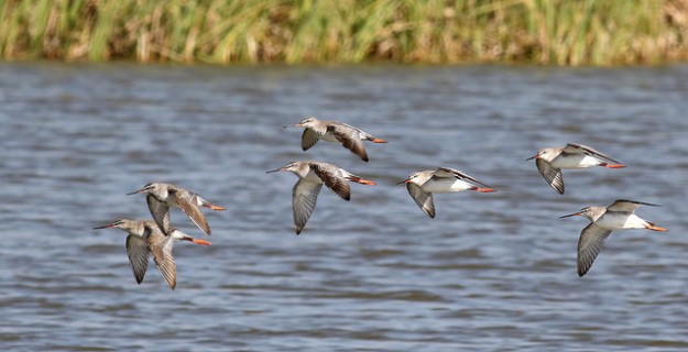 Víctor_Grupo de Archibebes en Flickr